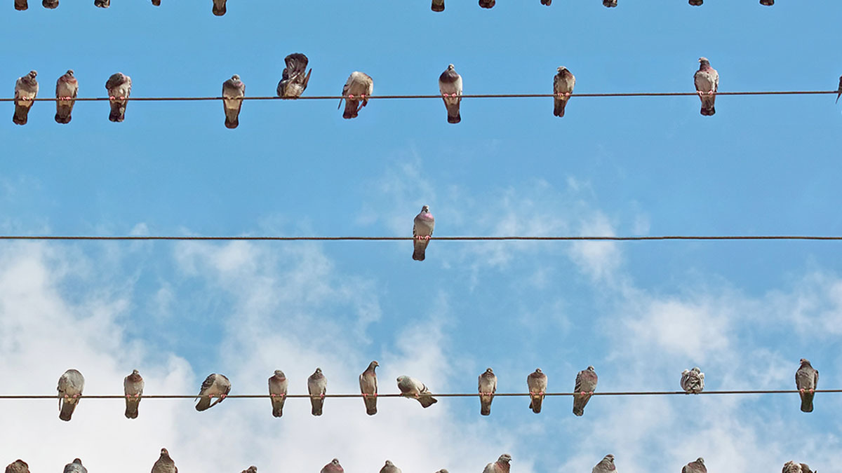 A flock of birds sit on power lines, but avoid one bird in particular who is sitting by himself