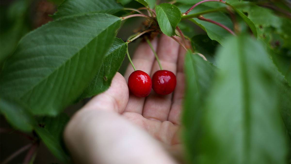 A hand holds a couple of cherries hanging off a cherry tree