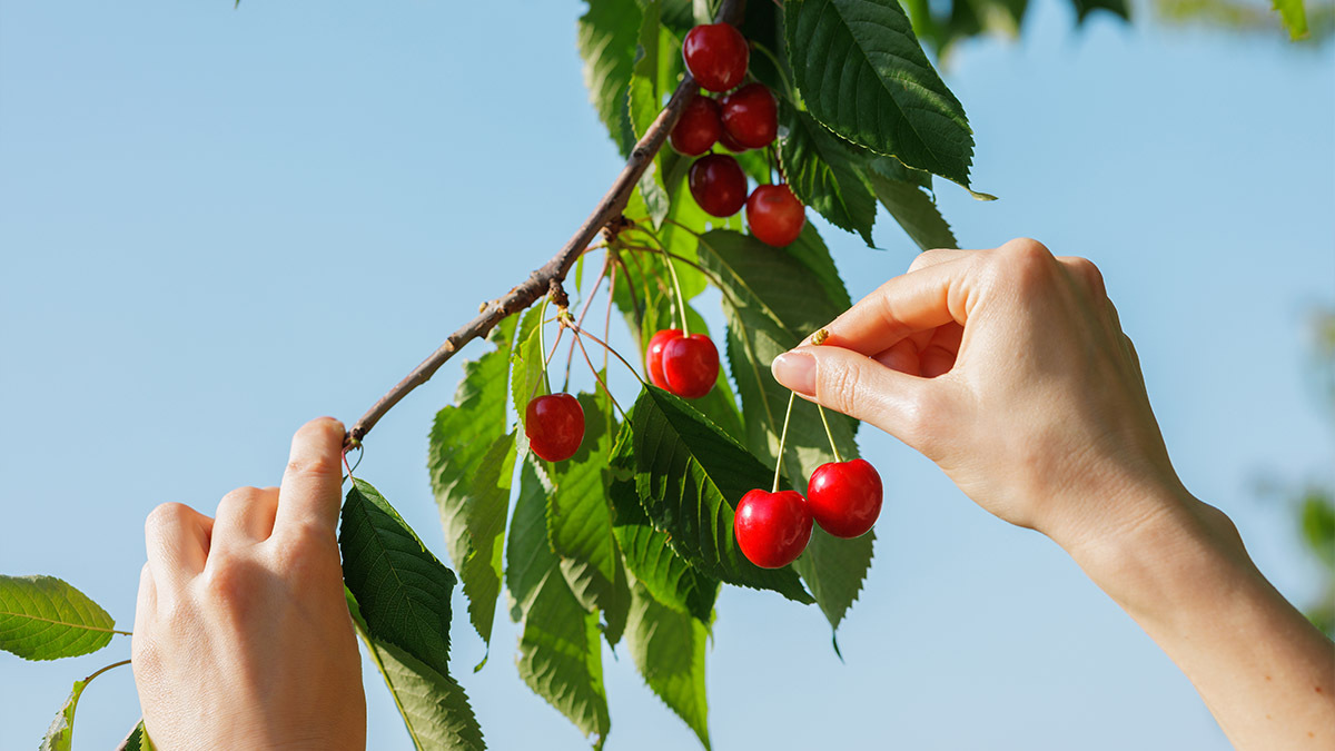 A hand picks a couple of cherries off a cherry tree