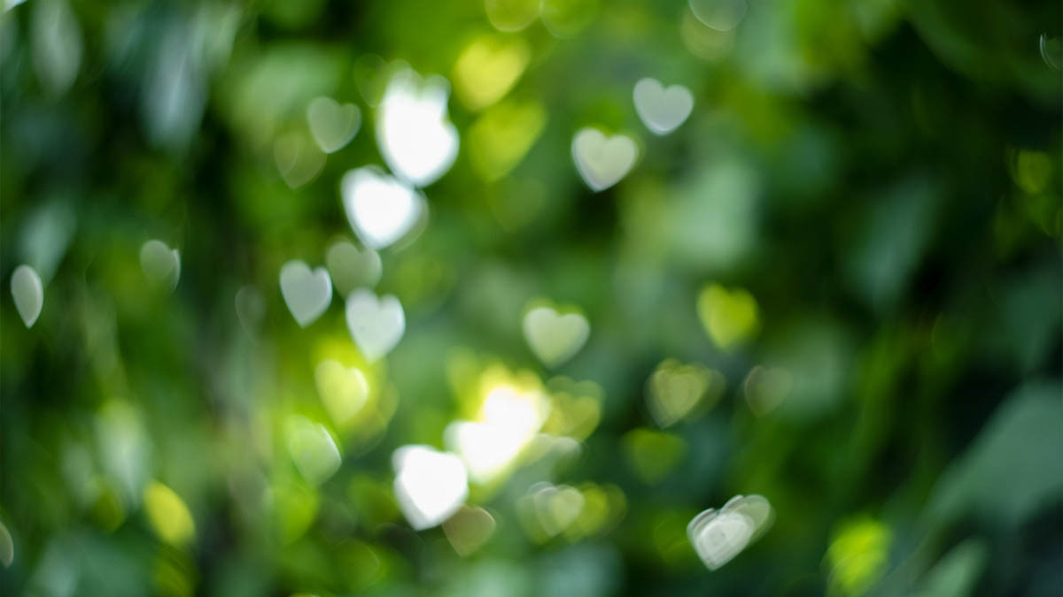  An abstract shot of trees with hearts shining through the leaves
