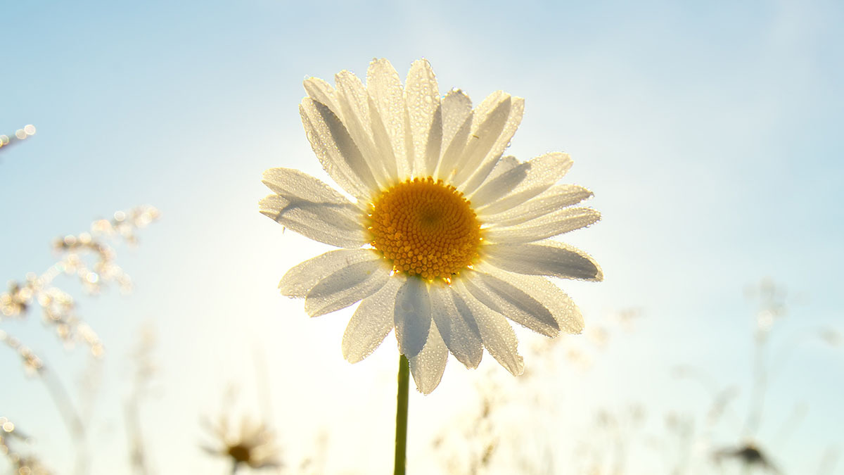 Sunlight shines through the petals of a daisy