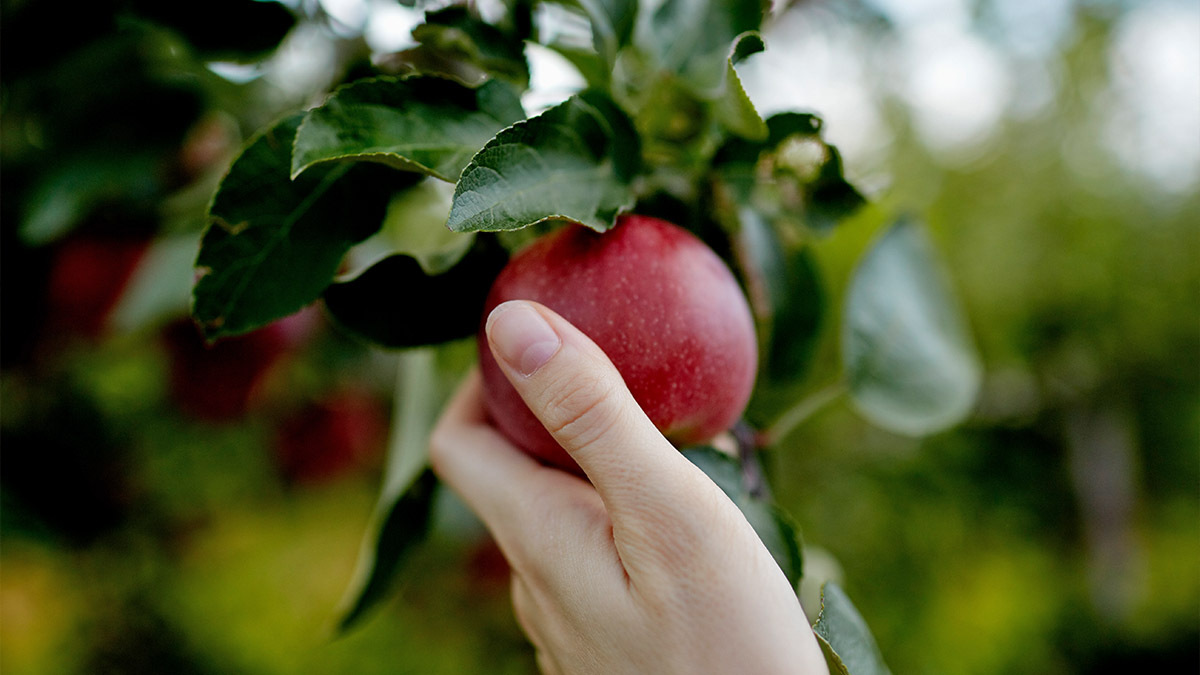 A hand picking an apple, like the story of Adam and Eve