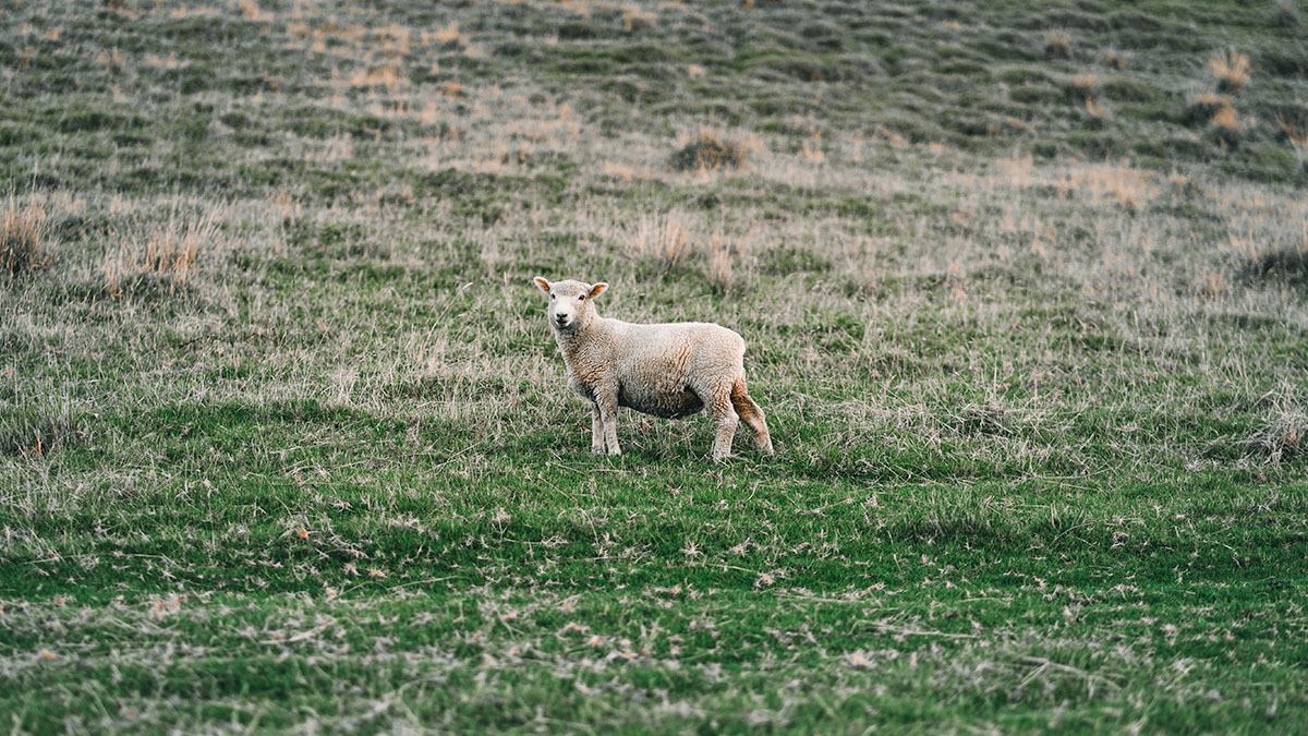 A lamb stands in a green pasture and looks at the camera