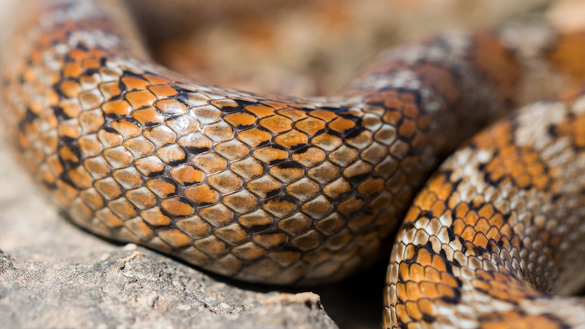 Close up of a snake's scales