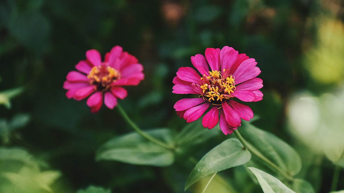 Two flowers are planted side by side