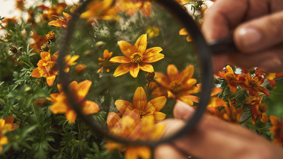 A person holds up a magnifying glass to a flower to study its design