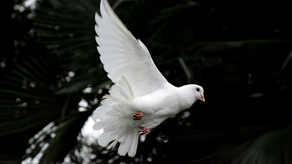 A dove flies through the air, representing the Holy Spirit