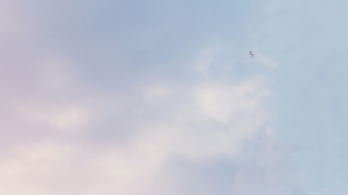 A single dove flies high in the sky